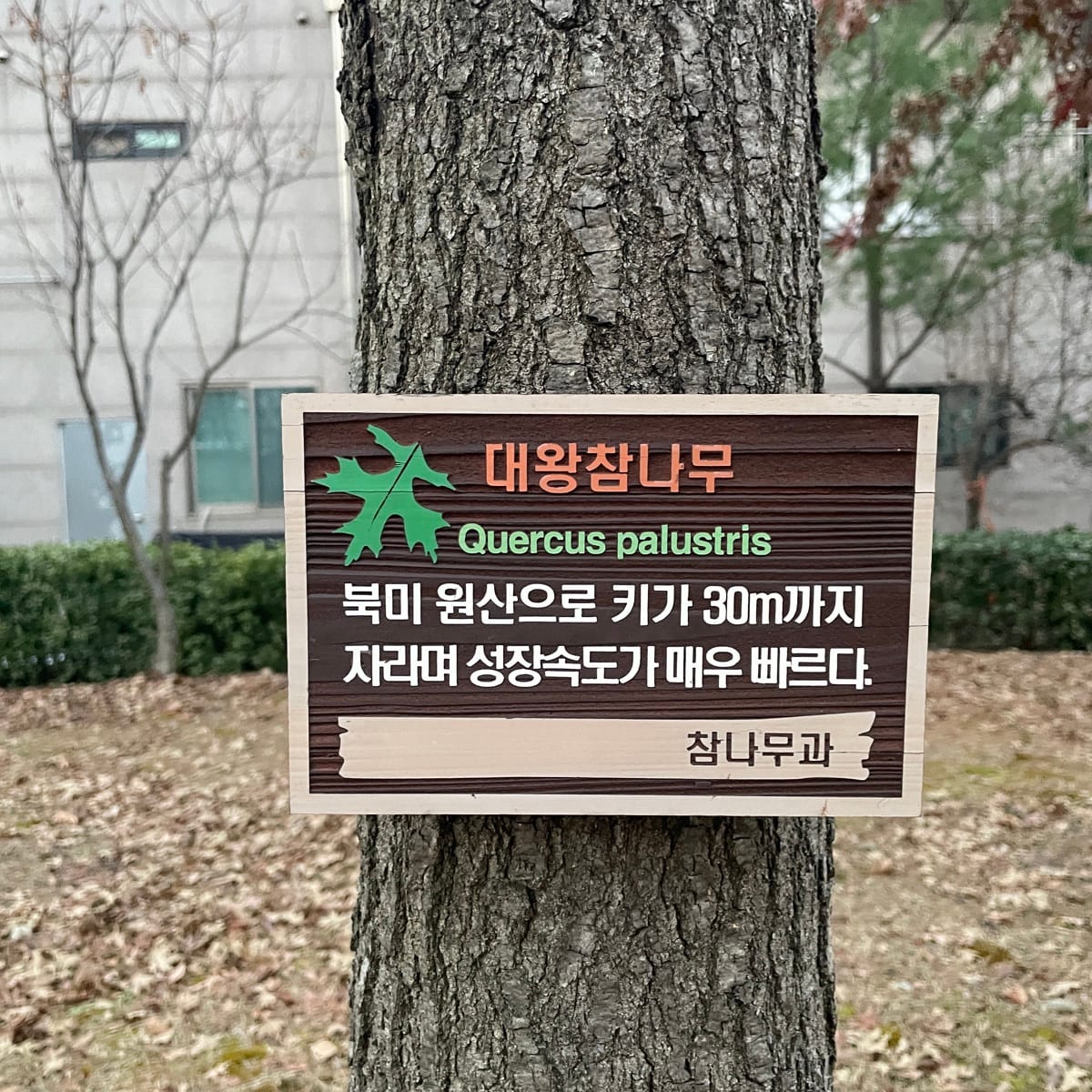 대왕참나무